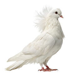 White Jacobin pigeon standing png Jacobin pigeon png fancy pigeon png standing bird png white dove breed png transparent background image © PNG World