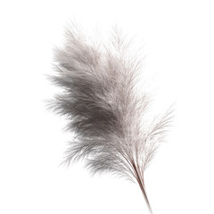 Obraz premium Elegant Pampas Grass Plume on Green Background - Botanical Studio Shot