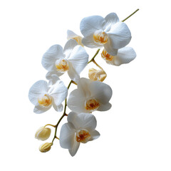 Obraz premium Elegant White Phalaenopsis Orchid Branch Isolated on White Background