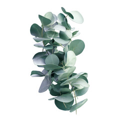 Lush Eucalyptus Branch with Delicate Silver-Green Leaves against a Deep Green Background