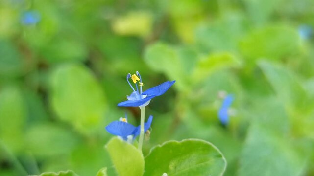 Asiatic dayflower