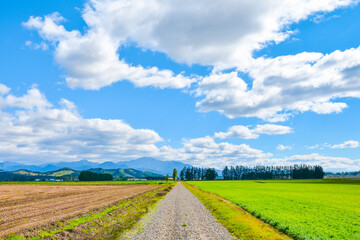 Fototapeta premium 十勝平野の風景