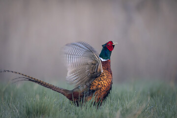 A Common Pheasant (Phasianus colchicus) displaying its mating call on a meadow. The colorful male...