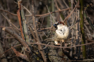 A House Sparrow (Passer domesticus) in the bushes. The small, social bird perches among the branches, its brown and gray plumage blending with the surroundings. 