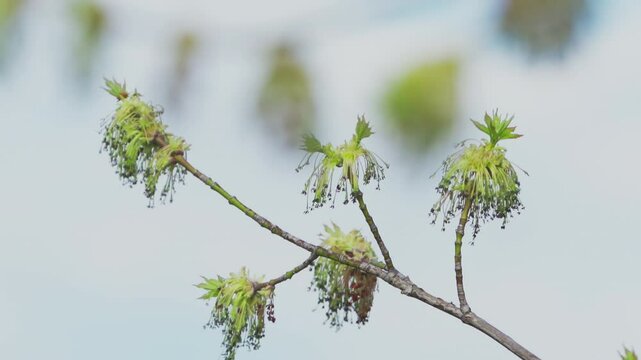 Boxelder (Acer negundo). Close-up of a tree branch swaying in the wind during spring.  Slow motion.