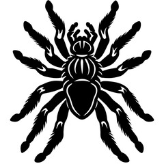 Obraz premium black silhouette of a Arizona Blonde Tarantula animal 