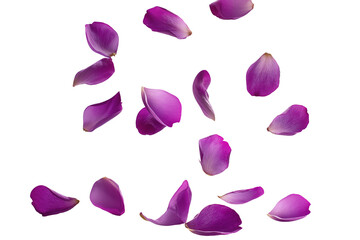 Purple flower petals falling in the air, beautiful floral levitation isolated on transparent background