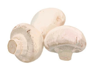 ホワイトマッシュルーム