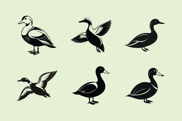 Common Eider bird, silhouette vector illustration