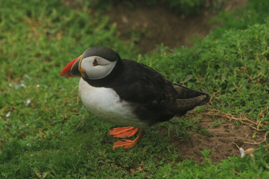 atlantic puffin or common puffin
