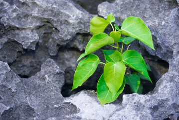 Green plant growing out of crack in the stone wall, nature background