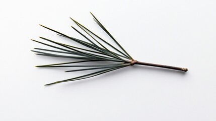 Single sprig of evergreen needles