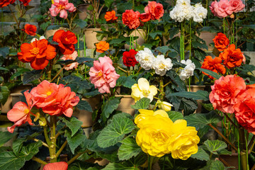 Floral background of colourful spring flowers in red, pink and yellow colours with green leaves inside a greenhouse at daytime with natural light in Hiroshima Botanical Gardens in Japan.