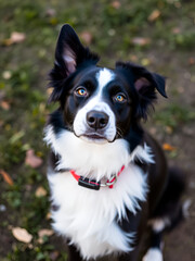 Fototapeta premium black and white border collie dog