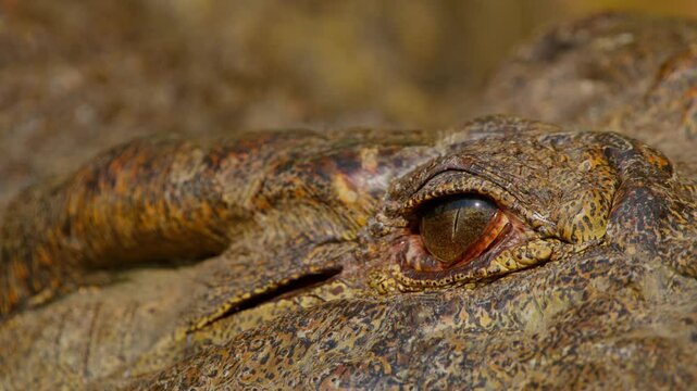 A Nile crocodile (Crocodylus niloticus) rests on the riverbank in Uganda's Murchison Falls National Park, its eye blinking slowly in extreme close-up, revealing skin detail and eyelid motion.