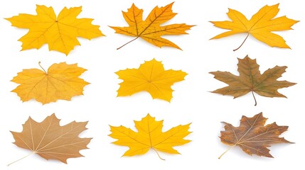 Fototapeta premium Nine Autumn Maple Leaves Isolated on White Background