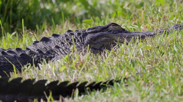 Big resting florida alligator reptile dangerous animal close-up, Everglades national park2