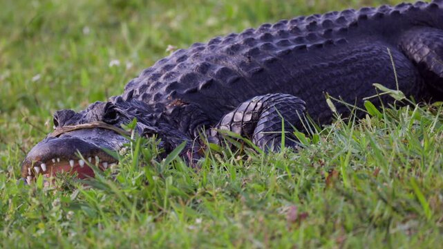 Big resting florida alligator reptile dangerous animal close-up, Everglades national park