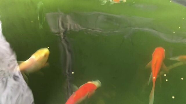 video of fish swimming in a bucket and the water is clear