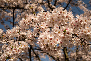 満開の桜と残雪の北アルプス　長野県