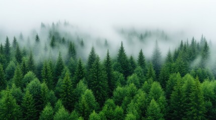 Fototapeta premium Misty Evergreen Forest Aerial View, Dramatic High-Resolution, Overhead Wide Shot, Lush Texture, Peaceful Serenity, Fog-Shrouded Mountains, Serene Green Hues, Perfect for Nature Conservation.