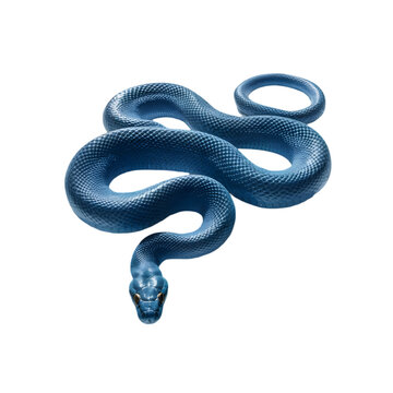 Blue python 