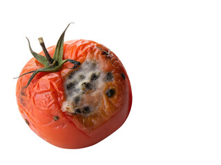  moldy red tomato covered with penicillin fungus, concept of recycling organic waste , spoiled, tomato, mold isolated on transparent white background, png