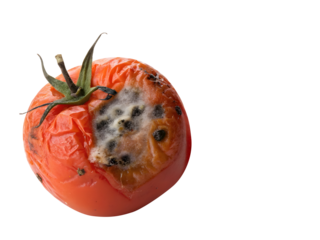  moldy red tomato covered with penicillin fungus, concept of recycling organic waste , spoiled, tomato, mold isolated on transparent white background, png