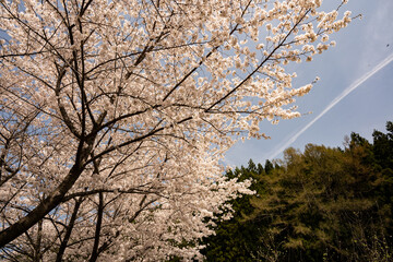 満開の桜の花　春景色　長野県