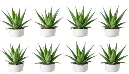 Fototapeta premium set of green plants