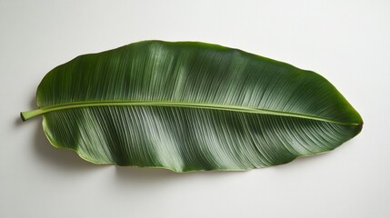 Lush green banana leaf