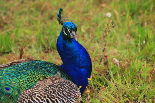 portrait of a peacock