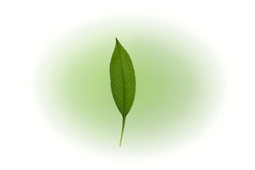 Fototapeta premium Single Green Leaf Against a Soft Green and White Gradient Background (Botanical Nature Image)