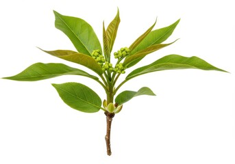 Fototapeta premium Isolated twig with green leaves and small green buds against a white background in close up view