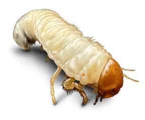 Beetle Larva Closeup as a grub of scarab beetles insects as lawn damaging grubs representing gardening pests or pest control and landscaping.