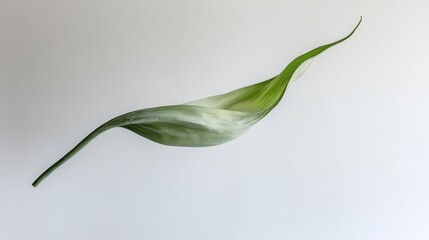 Delicate, curved leaf against a plain background