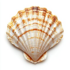 Obraz premium A scallop shell, vibrant and detailed