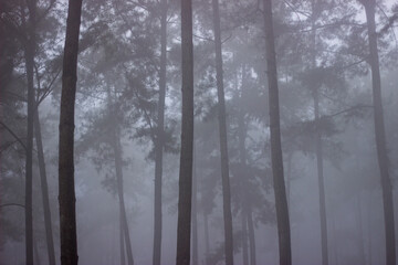 Misty pine forest landscape in early morning fog, creating a mysterious and tranquil atmosphere in nature.