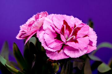 Pink Carnations with Dew Drops on purple Background