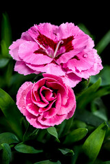 Pink Carnation with Dew Drops on Black Background