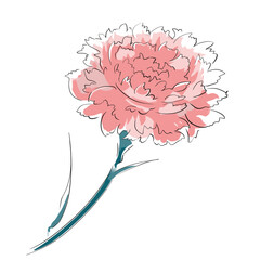 カーネーションピンク・母の日