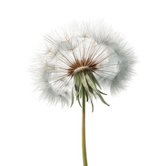 Fototapeta premium Close-up of a Mature Dandelion Seed Head Against a Deep Green Background