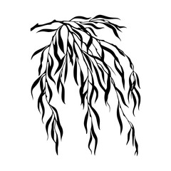 Obraz premium Elegant Willow Branch Illustration