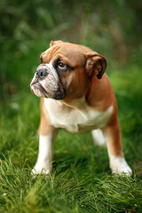 red and white English Bulldog lying on grass in park in sunny summer day, dog walking concept