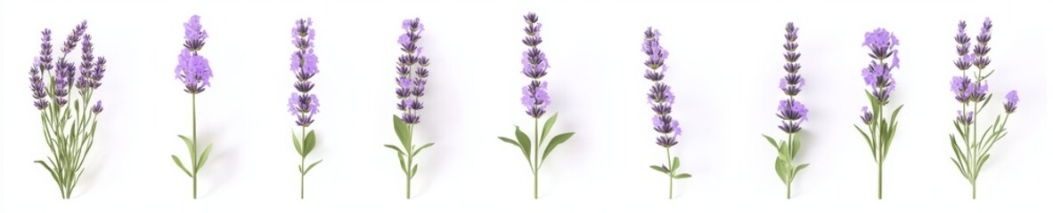 Obraz premium Lavender Blossoms in Various Arrangements