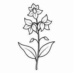 black and white flowers 