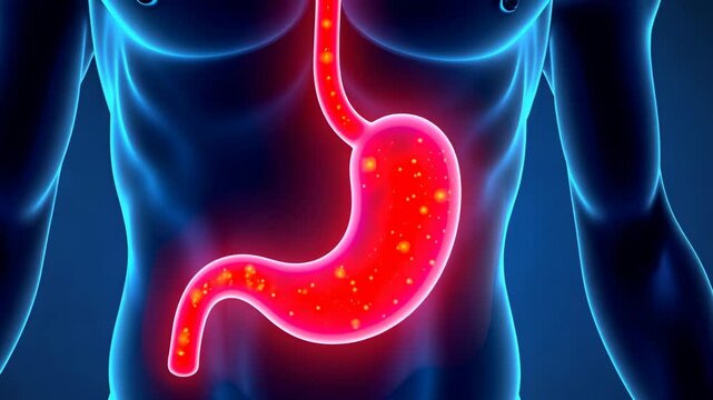 Stomach pain, digestive issues, gastric discomfort. Abdominal health. Muscles contract causing discomfort. Acid levels increase irritation. Food intake affects gut wellness.