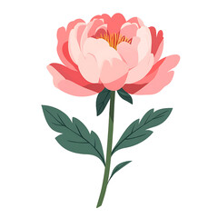 Pink peony flower with green leaves on a transparent background