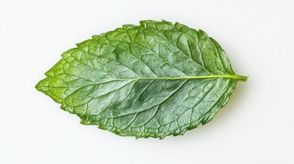 Obraz premium Fresh mint leaf close-up