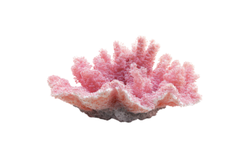 Soft pink coral appears coated in translucent bubbles, giving it a whimsical, frothy appearance, isolated on a transparent background